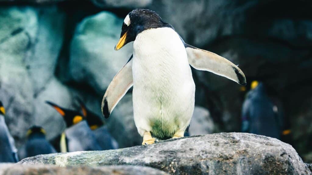 penquin walk at the Calgary zoo